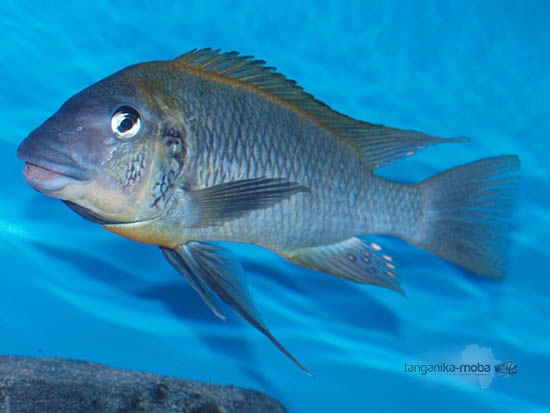 Petrochromis cf. polyodon 'Mtoto'